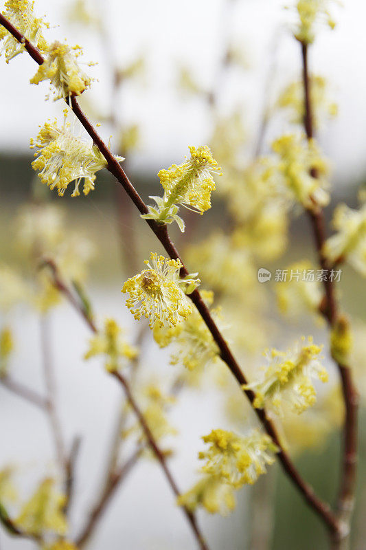 柳树(Salix sp.)与雄性柳絮(英属哥伦比亚，W.加拿大)